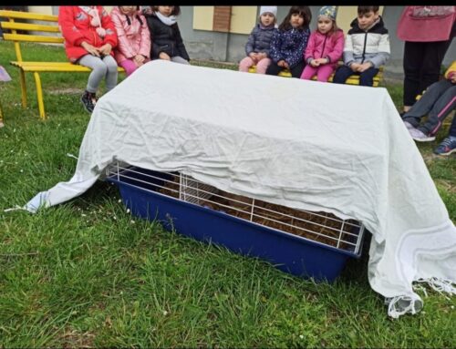 A scuola da mamma chioccia : come nasce un pulcino
