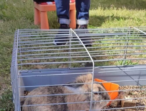 Peter e le regole x conoscere gli animali